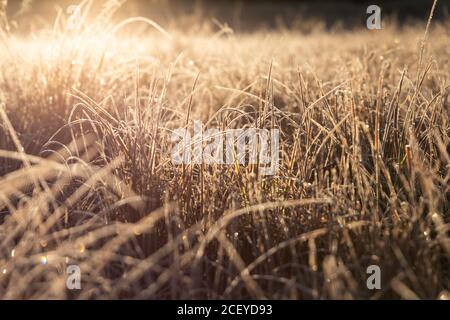 Nahaufnahme von kniehohem braunem Gras, das mit Frost bedeckt ist, mit Hintergrundbeleuchtung Und glühend von der goldenen aufgehenden Sonne Stockfoto