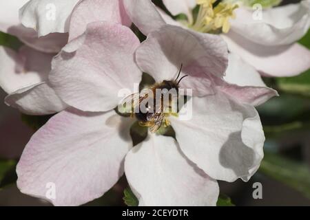 Rote Maurerbiene (Osmia bicornis), Familie Megachilidae auf den weißen Blüten des Apfelbaums. Frühling, Niederlande April Stockfoto