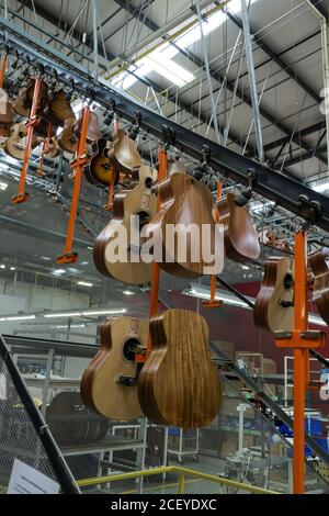 Gitarrenkörper werden auf einem automatisierten Karussell platziert, das herumläuft Die Decke der Fabrik, um Speicherplatz zu sparen, während Die neu verleimten Brücken trocknen ein Stockfoto