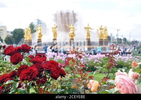 Blühende Teerosen vor dem Hintergrund der Brunnen der Ausstellung der wirtschaftlichen Errungenschaften in Moskau. Sommerabend. Stockfoto