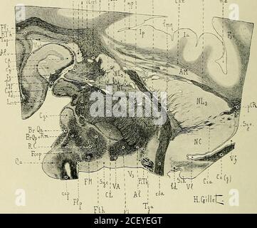 . Anatomie des Centers nerveux. Commissure antérieure peut donc être suivie, soit par Ja dissectionde cerveaux durcis dans lalcool, soit surtout à laide de coupés vertico-transversales ou horizontales sériées, jusquau Niveau du sillon marginalpostérieur de linsula (Abb. 401) et de la face externe du noyau amygdalien.Elle décrit une courbe analog à celle de la bandelette optique, dont ellest séparée par la substance perforée antérieure et par lange pédonculairede Gratiolet (substance innomée de Reichert) (Sti). • Mais la courbe que décrit la commissure antérieure Nest pas parallèle ses rapp Stockfoto