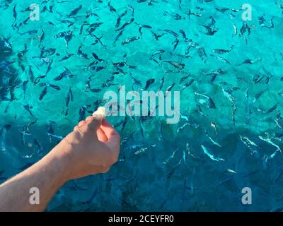 Nahaufnahme der Hand der Frau, die Brot zum Fisch wirft Stockfoto