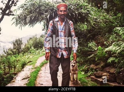 Manali, Himachal Pradesh, Indien - 27. August 2016: Indischer Einheimischer trägt den Korb mit Baumblättern und Ästen, um das eigene Vieh in Ma zu füttern Stockfoto