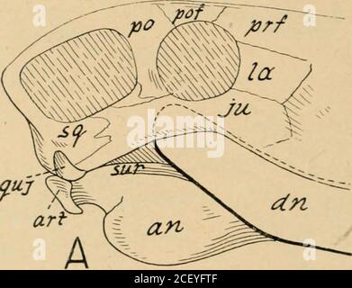 . Broschüre. Courtesy G. P. Putnams Sons Abb. 26. PROGRESSIVES AUFWACHSEN (A, B) DES AUFSTEIGENDEN BRANCHOF DER DENTARY-KNOCHEN DES UNTEREN JAA, der schließlich in den frühen Nianinialen (C) einen Kontakt mit dem Schädel auswirkte und so ein neues Gelenk bildete. Während das alte Gelenk (am Rücken VON A) abschwand, schwinden A. primitives Säugetier-Likereptil; B. vorgerücktes Säugetier-ähnliches Reptil; C. primitives Säugetier. Von unserem Gesicht von Fish to man von William K. Gregory. [50] Stockfoto