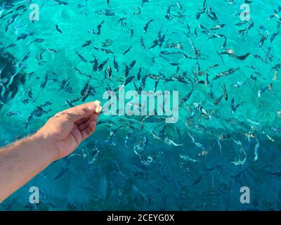 Nahaufnahme der Hand der Frau, die Brot zum Fisch wirft Stockfoto