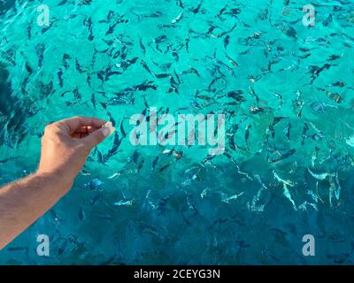 Nahaufnahme der Hand der Frau, die Brot zum Fisch wirft Stockfoto