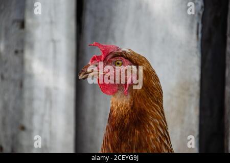 Hennen, die sich auf traditionelle ländliche barnyard am sonnigen Tag. Detail der Henne den Kopf. Hühner sitzen im Hühnerstall. Nahaufnahme von Huhn stehend auf barn Yard Stockfoto