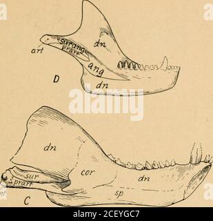 . Broschüre. ?&gt;yias^pfer Courtesy G. P. Putnams Sons Feige. 24. ENTWICKLUNG DER JA-MUSKELN. I. Shark {Cblamydoselachus). ILLobc-finncd ganoid iFolyptenis). . Primitive Amphibien (Eryops). IV, Primitivemal-like Reptile {Scyninognathus). V. Advanced Mammal-like Reptile (Cyiiogna-tlms). VI Opossum. II Primat Primat {Notbarctiis). VIII Schimpansen. IX. Moderner Mensch. From Our Face From Fish To man von William K. Gregory. n48 3 EINFÜHRUNG IN DEN MENSCHEN ANA Lomy Art. Stockfoto