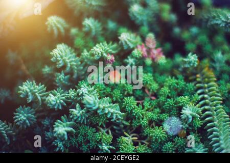 Sukkulenten grüne Pflanzen. Nahaufnahme von gemischten Miniaturkakteen. Minimalistisches Blumenmuster für Floristik Shop. Stockfoto