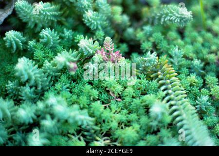Sukkulenten grüne Pflanzen. Nahaufnahme von gemischten Miniaturkakteen. Minimalistisches Blumenmuster für Floristik Shop. Stockfoto