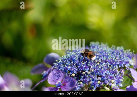 Hummel sammelt Nektar von Hortensien Stockfoto