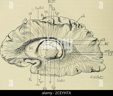 . Anatomie des Centers nerveux. Tha-lamiques. - VOC, corne occipitale. ? s ous décrirons donc, sous le nom de faisceau occipito-frontal, un longfaisceau dAssociation à direction sagittale, situé entre le cingulum et lefaisceau arqué ou longitudinal supérieur de Burdach; il est séparé du cin-gulum par toute lépaisseur du Corps calleux, et du faisceau longitudinalsupérieur par le pied de la couronne rayonnante (Abb. 381, 382). Commeles longs faisceaux dAssociation que nous venons détudier, le faisceauoccipito-frontal décrit une courbe ouverte en avant et en Bas. Recouvert Trajet du faisceauoccipi Stockfoto