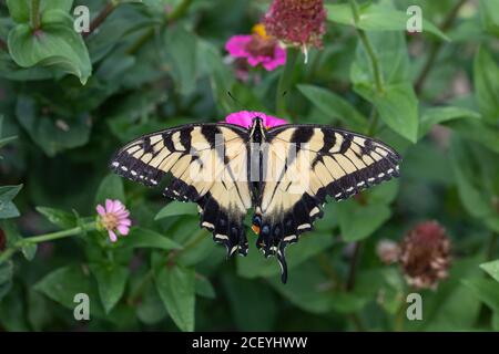 Verletzte Osttiger Schwalbenschwanz auf Zinnia Blume Stockfoto