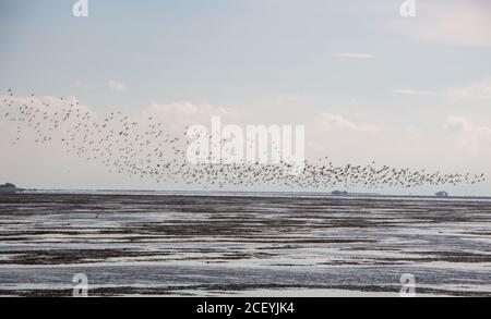 Möwen in Mudflat, Dagebüll, Deutschland Stockfoto