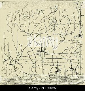 . Anatomie des Centers nerveux. r un facteur très importantde lécorce cérébrale (Cajal). Parmi ces fibers les unes, ainsi que nous lavons indiqué, appartiennentau système des fibers dassoziation, Mais il en est dautres qui sont beaucoupplus épaisses que ces dernières. Elles sont revêtues, ainsi que leursbranches principales, dune épaisse couche de myéline, munies détran-glements annullaires, de Ranvier, possèdent de très longs segments inter-annulaires et représentent vraisemblement des fibers sensitives, senso- Les. libres centri-pètes se terminentpar des arborisationslibres lér Stockfoto