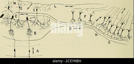 . Anatomie des Centers nerveux. Amifications dansdes ilôts cellulaires plus profondément situés. Les Dendrites périphériques, Analogies entreles grains et les cel-lules anacrines dela rétine. 730 ANATOMIE DES CENTERS NERVEUX. Cellules de Cola les plus importantes et les seules que lon retrouve, daprès P. Ramon, chezles Vertébrés inférieurs, sont tantôt longues, tantôt courtes. Elles tra-versent perpendiculairement la couche des grains et celle des cellulesmitrales, et se terminent dans la Zone moléculaire par une ramificationdivergente, fortement épineuse, qui entre en connection avec les dendr Stockfoto