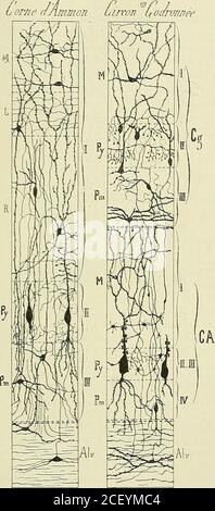 . Anatomie des Centers nerveux. ). Les profondes sont triangulaires,étoilées, et plus volumineuses que les précédentes, leur cylindre-ax sar-borise de même dans lépaisseur de la couche moléculaire; leurs dendritesdivergent; les plus volumineuses traversent le stratum granulosum et seterminent dans la couche des cellules polymorphes. Les fibres tangentielles de la couche moléculaire forment le stratummarginale de Meynert et reconnaissent, daprès Cajal, les origines suivantes : a ramifications terminales des cylindres-axes des cellulesdu type II deGolgi, cellules autochtones de la couche molécu Stockfoto