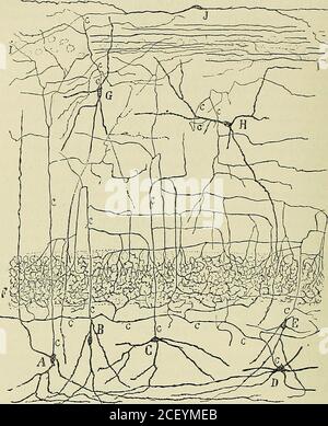 . Anatomie des Centers nerveux. Cyiin-Lules. Fusiformes ou triangulaires, qui occupent toute lépaisseur de lacouchedes corpuscules polymorpes. Leurs dendritesépaissesetpourvuesdecourtesépines sont horizontales ou descendantes; elles se ramifient et se perdentdans le voisinage de lalvéus, et entrent en connection avec les collatéralesdu Stratum oriens. Tantôt, analog à celui des cellules décrites par Martinotti dans lécorcecérébrale typique, il sarborise dans la couche moléculaire au voisinagedes fibers tangentielles – cette disposition est Stockfoto