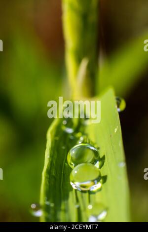 Tau tropft auf Reisblätter Stockfoto