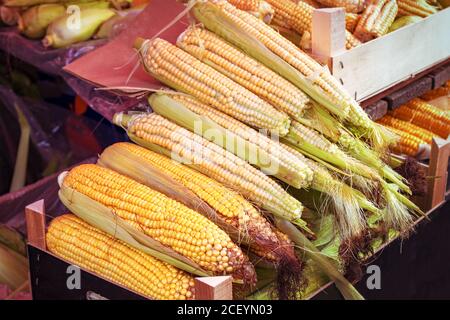 Verkauf von Mais auf dem Markt, Herbsternte, Thanksgiving-Konzept. Stockfoto