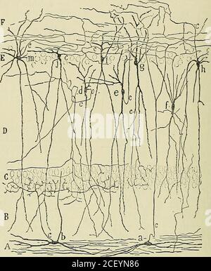 . Anatomie des centres nerveux. Ion godronnée et la couchemoléculaire de la corne dAmmon.ILS se coudent au voisinage ducorps des cellules pyramidalesgéantes, se transforment en fibbersmoussues de Cajal, et assurent lesconnections entre les grains de lacirconvolution godronnée et lesculules pyronnales.gion de la Ammon. Abb. 352 und 353. - Schémas représentant la structure de lécorce dans la région hippo-campique de la corne dAmmon et dans la région du hile de la circonvolutiongodronnée. En réalité, ces deux colonnes sont adossées lune à lautre par leurs couchesmolé Stockfoto