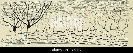 . Anatomie des Centers nerveux. Abb. 348. – Coupe transversale de la substance grise supra-calleuse du cerveau dulapin nouveau-né. Les stries longitudinales internes apparaissent soudées en unelame grise. Méthode de Golgi. ^Daprès Ramon y Cajal.) A, Fibers du Corps calleux. - b, grosses Fasern antéro-postérieures des nerfs de Lancisi. -c, grosses cellules de la région profonde. - d, couche moléculaire ou superficielle. - e . cylindre-ax dune cellule inférieure. - /, celui dune cellule supérieure. - g. corpusculefusiforme antéro-postérieur. - h, Fond de la scissure inter-hémisphérique. Développp Stockfoto