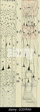 . Anatomie des Centers nerveux. Couche) est comparise entre la couche des petites cel-lules pyramidales (2e couche) et la couche des grandes cellules pyramidales(4e couche). La couche granuleuse moyenne (oe couche) dédouble la 3e couchedu type commun en deux couches intermédiaires, pauvres en cellules,situées lune au-Dessus, lautre au-dessous de la couche, granuleuse moyenne ;la couche granuleuse interne, enfin, répond à la 4e couche du type de commun.y Étudiant lécorce occipitale des petits mammifères, nesest pas rallié à lopinion de Meynert; pour lui, les différence Stockfoto