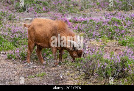 Braune Ziege, die Heidekraut in einem belgischen Naturgebiet frisst. Stockfoto