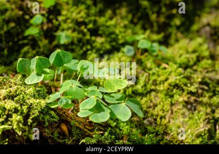 Holzschnitzelbaum wächst zwischen grünem Moos auf einem Waldboden. Oxalis acetosella. Gewöhnlicher Holzschnauzer wird manchmal als Schamrock bezeichnet. Stockfoto