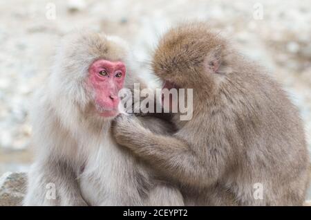 Wild Snow Monkeys (Japanese Macaque) im Jigokudani Yaen Monkey Park in der Präfektur Nagano, Japan Stockfoto