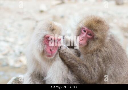 Wild Snow Monkeys (Japanese Macaque) im Jigokudani Yaen Monkey Park in der Präfektur Nagano, Japan Stockfoto