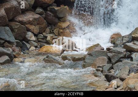 Wild Snow Monkeys (Japanese Macaque) im Jigokudani Yaen Monkey Park in der Präfektur Nagano, Japan Stockfoto