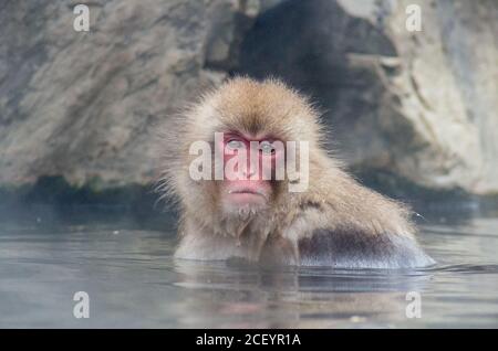 Wild Snow Monkeys (Japanese Macaque) im Jigokudani Yaen Monkey Park in der Präfektur Nagano, Japan Stockfoto