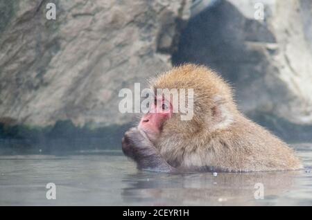 Wild Snow Monkeys (Japanese Macaque) im Jigokudani Yaen Monkey Park in der Präfektur Nagano, Japan Stockfoto