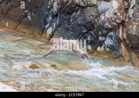 Wild Snow Monkeys (Japanese Macaque) im Jigokudani Yaen Monkey Park in der Präfektur Nagano, Japan Stockfoto