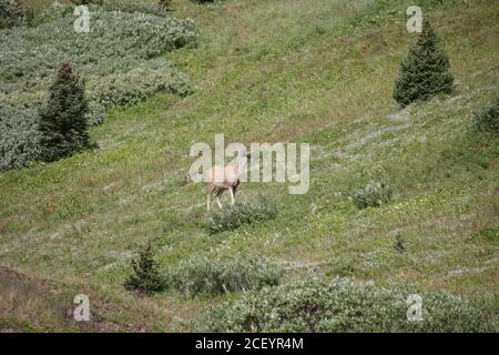 White Tail Deer auf Mounatin Feld Stockfoto