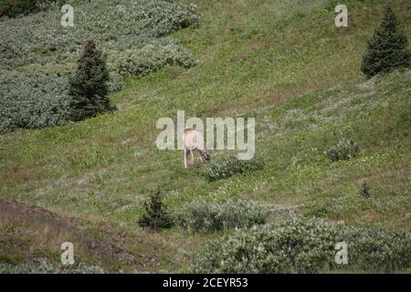 White Tail Deer auf Mounatin Feld Stockfoto