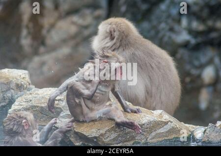 Wild Snow Monkeys (Japanese Macaque) im Jigokudani Yaen Monkey Park in der Präfektur Nagano, Japan Stockfoto