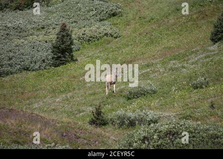 White Tail Deer auf Mounatin Feld Stockfoto