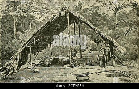 . Eine vollständige Geographie. ers, die teilweise die Sitten der Zivilisation übernommen haben, machen lange Reisen in den Wald, um die Produkte zu sammeln, sowohl für ihren eigenen Gebrauch als auch für den Versand über den Amazonas. Aber die Schwierigkeiten des Reisens, und die Wärme und Feuchtigkeit des Klimas, sind gegen Muchwork. Daher sind die Ressourcen dieses Teils Brasiliens nur par-tial entwickelt. Die Eingeborenen kultivieren noch die Mantoia, die eine ihrer princi-pal Nahrungsquellen war, als weiße Männer erschienen. Diese Pflanze hat eine Vergrösserung der Wurzel, die in ihrer Form einer langen Süßkartoffel ähnelt. A d Stockfoto
