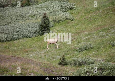 White Tail Deer auf Mounatin Feld Stockfoto