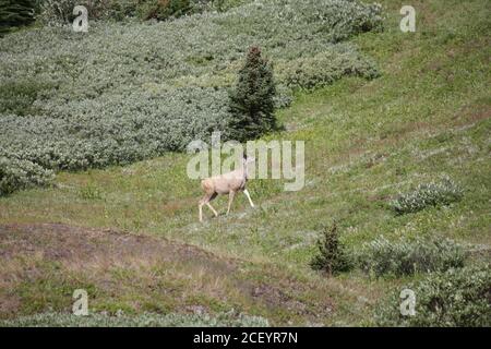 White Tail Deer auf Mounatin Feld Stockfoto