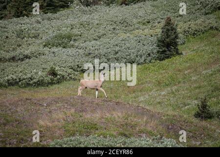 White Tail Deer auf Mounatin Feld Stockfoto