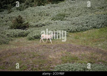 White Tail Deer auf Mounatin Feld Stockfoto