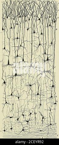 . Anatomie des Centers nerveux. Qui konstituierende Lesgrains de la circonvolution godronnée (Abb. L 364, S. Chez les Reptiles, la tigeascendante existe, Mais elle ne fournit pas de dendrites collatérales et lecorps cellulaire német quun seul prolongement decendant, plus ou moinsramifié, représentant les Expansions basilaires que lon rencontre chezles mammifères (Cajal). Dans la couche des petites cellules pyramidales, les cellules situéesimmédiatement au-dessous de la Zone moléculaire ne sont pas de formevéritablement pyramidale, Mais plutôt polygonales ou étoilées, du moinschez les petits manirnifè Stockfoto