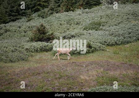 White Tail Deer auf Mounatin Feld Stockfoto