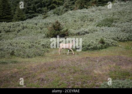 White Tail Deer auf Mounatin Feld Stockfoto