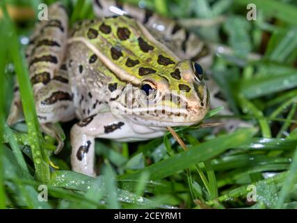 Südliche Leopardenfrosch (Lithobates sphenocephalus) Nahaufnahme, Ames, Iowa, USA. Stockfoto