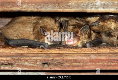 Große braune Fledermäuse (Eptesicus fuscus) Kolonie auf dem Dachboden, Iowa, USA. Stockfoto