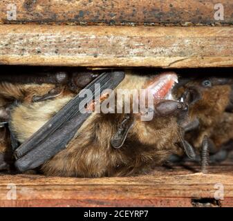 Blutsauernde Fledermauswanzen (Cimex pilosellus) an großen braunen Fledermäusen (Eptesicus fuscus) und in den Dachbodenspalten, Iowa, USA. Stockfoto
